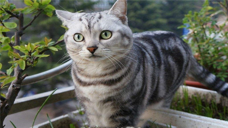 猫咪打完狂犬疫苗后拉稀拉血,猫咪冠状病毒拉稀带血