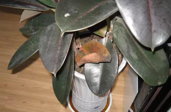 榕树冬天黄叶是什么原因,花卉黄叶原因判断