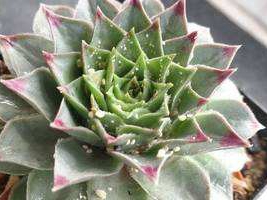 盆景多肉里有白色虫子,白色虫子多肉