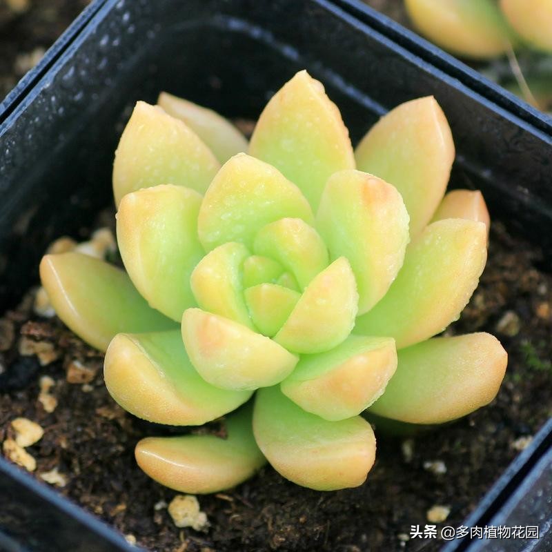 春天到了兰花怎么养,黄丽多肉的养殖方法