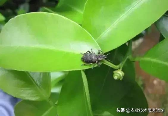 柑橘虫害高清图谱及防治方法,柑橘虫害物理消灭