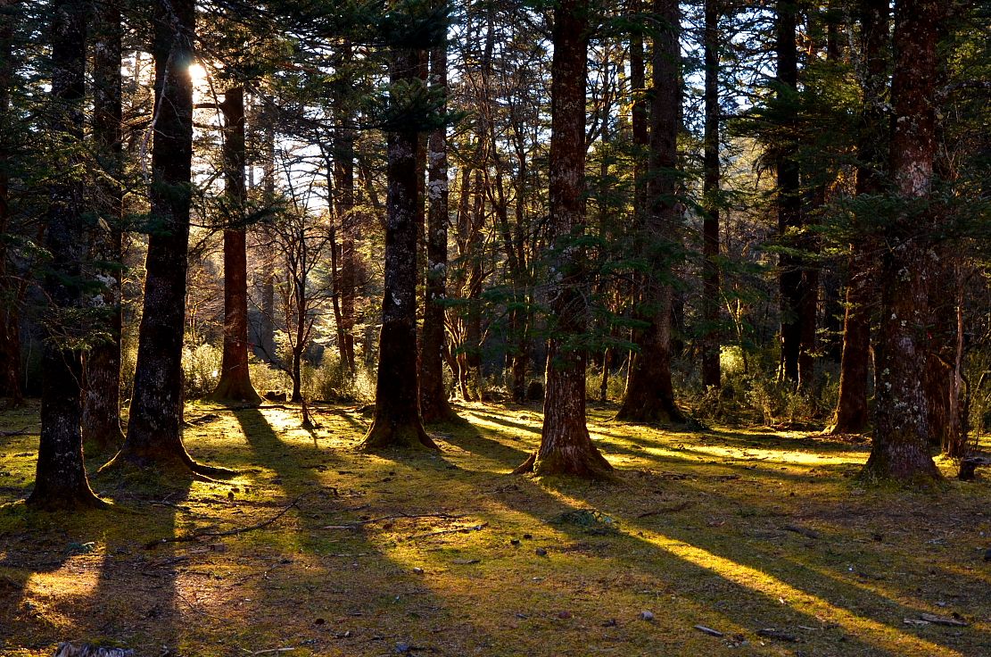 6个可能会夺走你性命的“可怕树木”,看到需要立即逃命