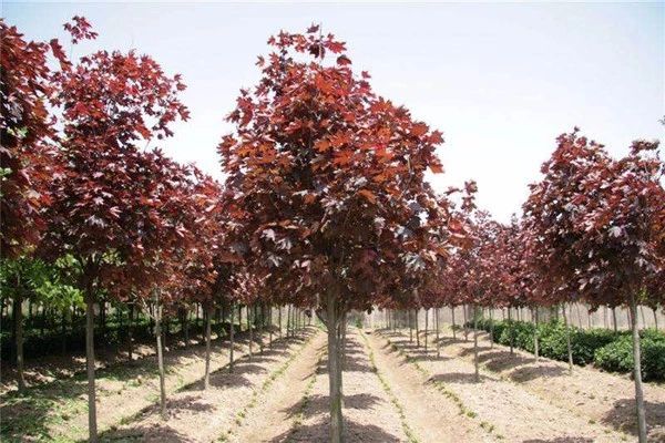 苗价最新行情消息,一类苗涨价