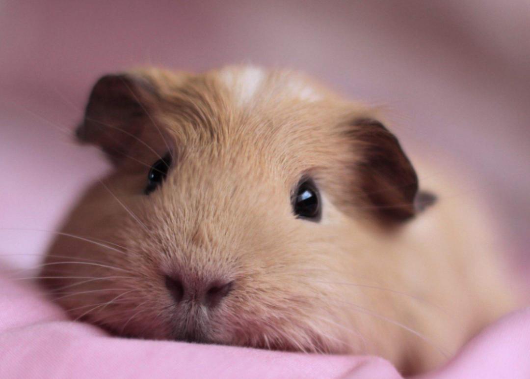 想要养宠物养什么最好,想养一只很小的宠物怎么推荐