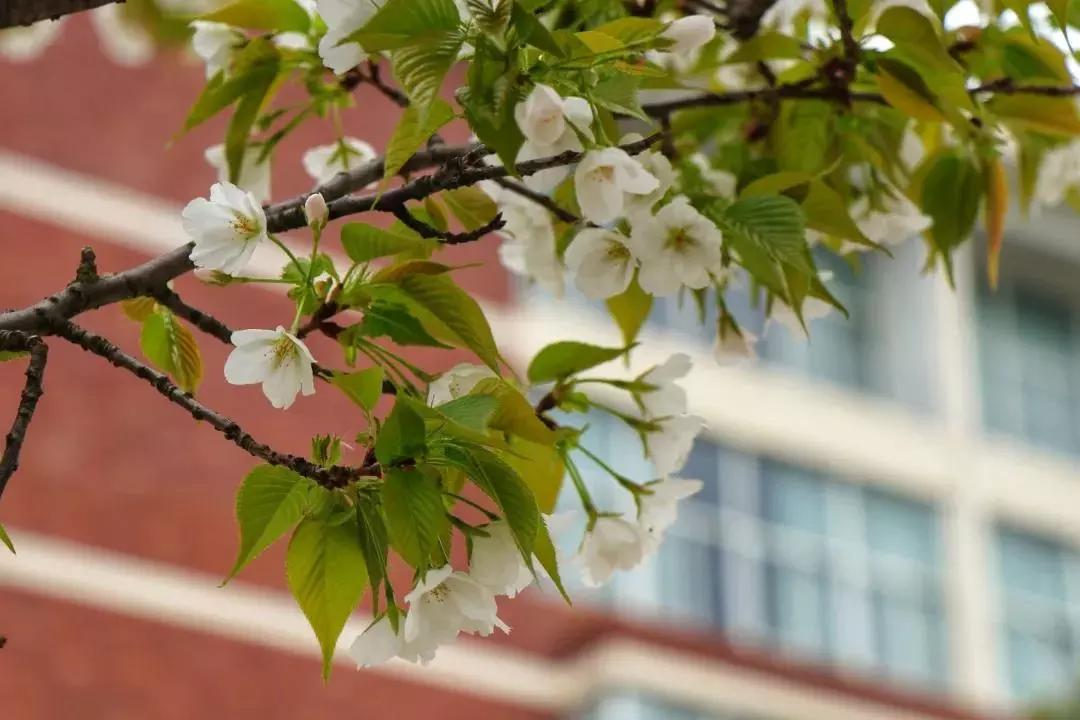 武汉科技大学城市学院报名时间,武汉科技大学城市学院的办学条件