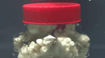 潜水员拍到章鱼视频,潜水员与巨型八爪鱼