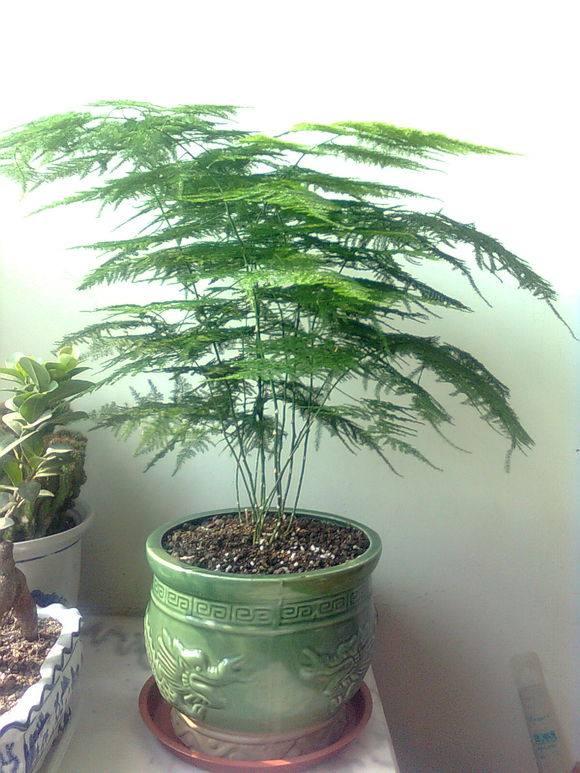 文竹的养护和注意事项,冬天文竹黄叶怎么补救最佳方法