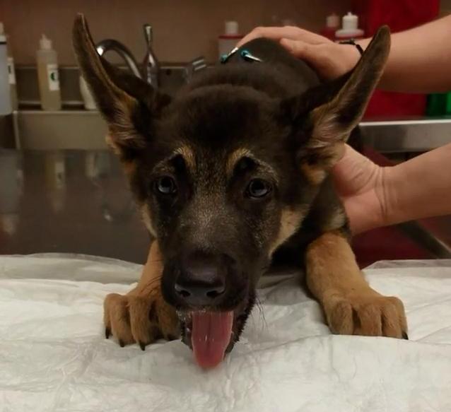 德牧呕吐白沫啥原因,德牧呕吐的厉害