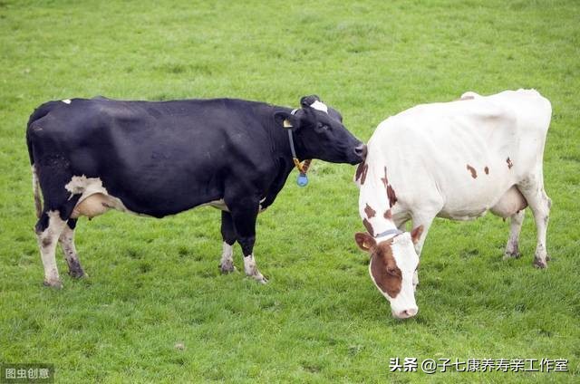 母牛发情古怪多勤观细察不漏配适时配种保胎率