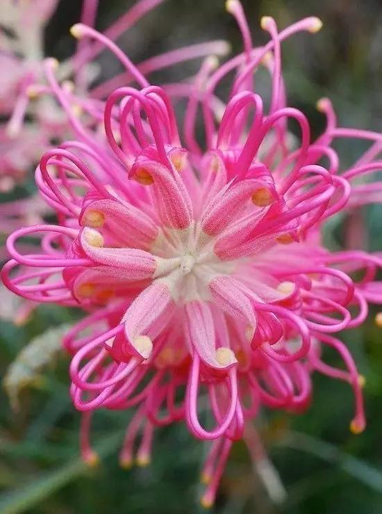 梅兰竹菊四君子诗词内容是什么,梅兰竹菊诗词名句大全