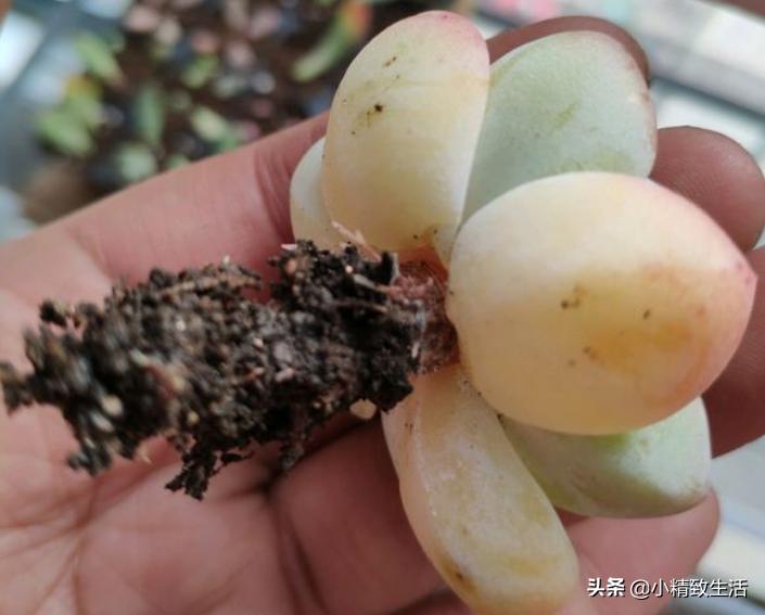 刚上盆的多肉晒太阳化水怎么处理,多肉化水原因及解决方法