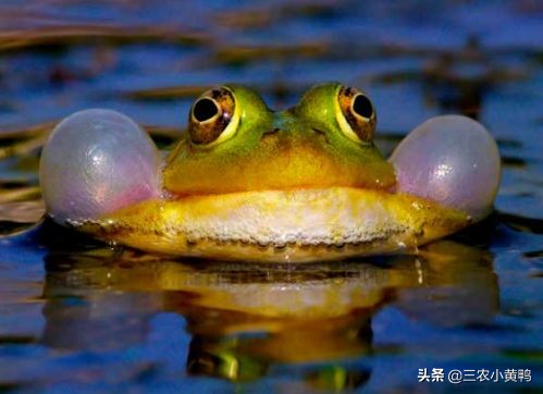 2025年寡妇年什么意思,2023年的寡妇年是啥意思