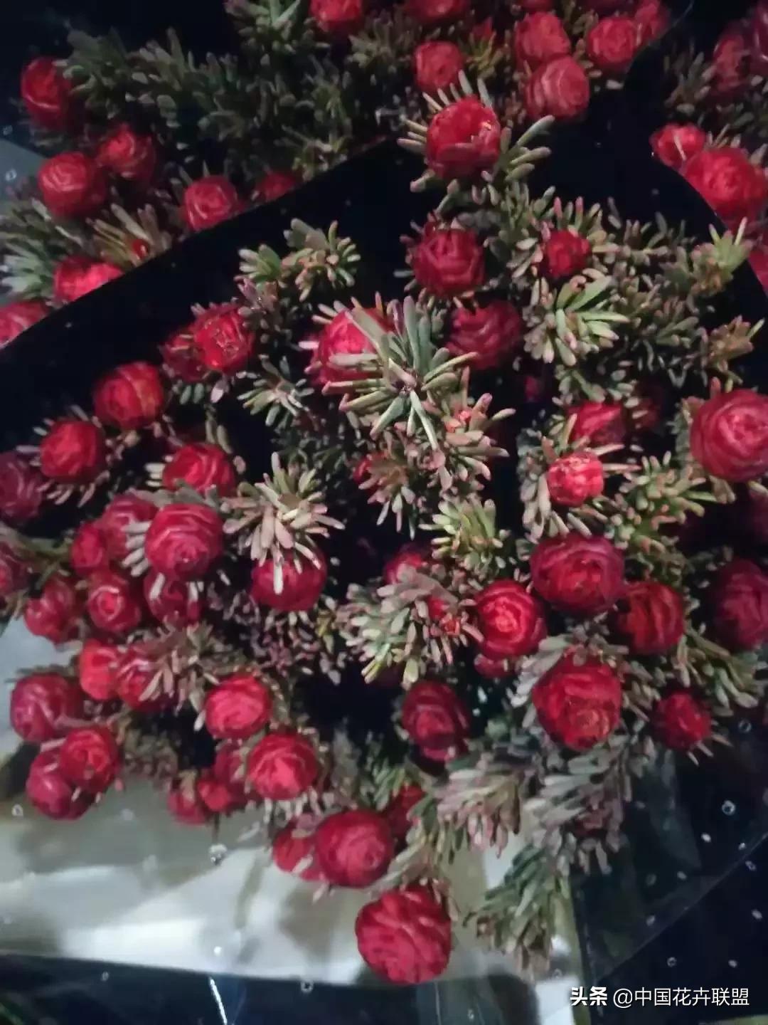 春天花市有哪些花材,便宜又大把的花材有哪些