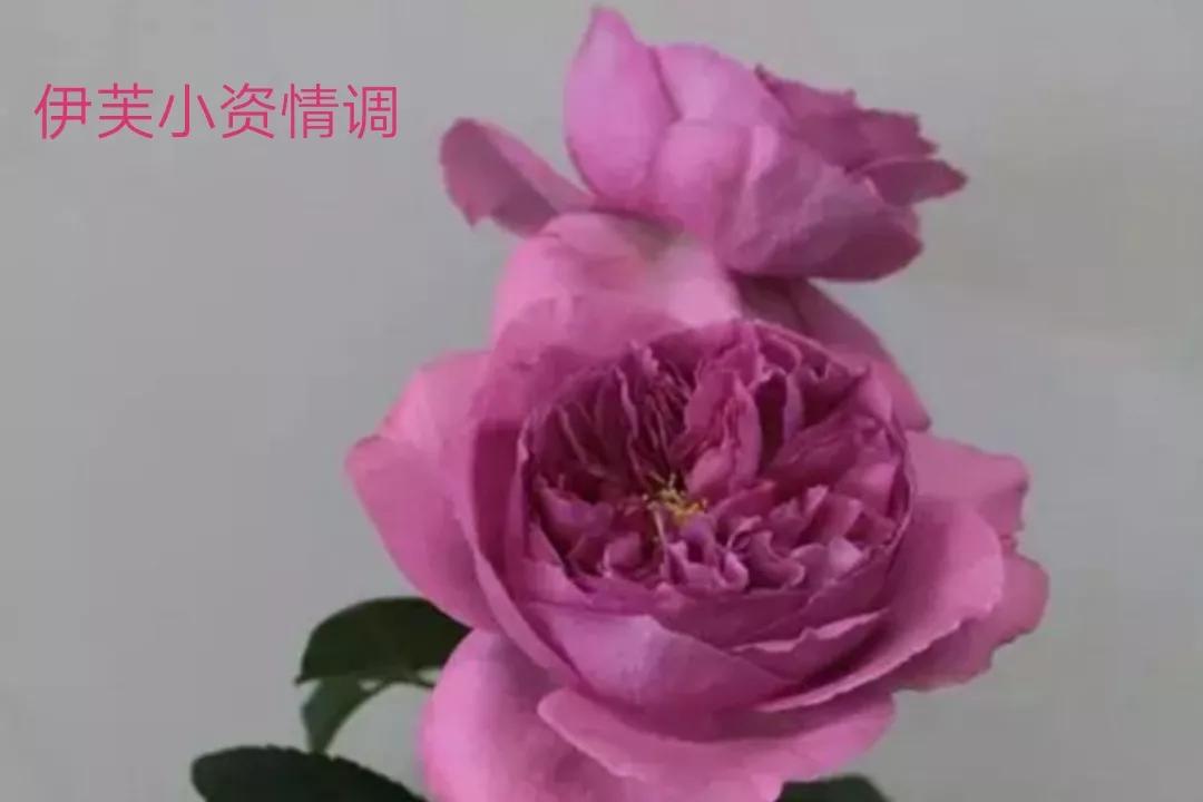 适合做切花的月季品种,十大公认最好切花月季