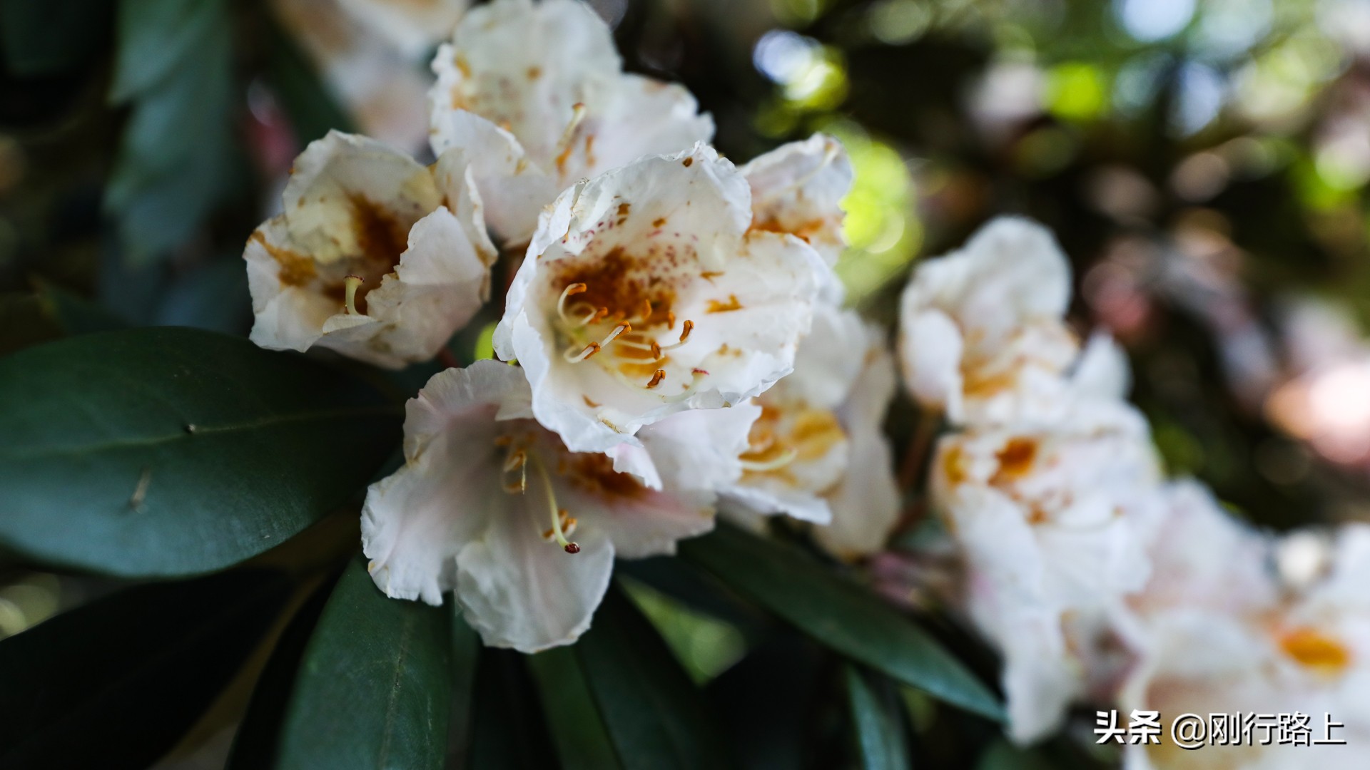 春暖花开感受大自然的美景和气息,春暖花开来三清山看日出云海吧