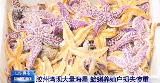 海星的正确吃法,海星食用禁忌什么