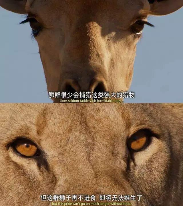 BBC最棒8部纪录片，强烈推荐孩子暑假看