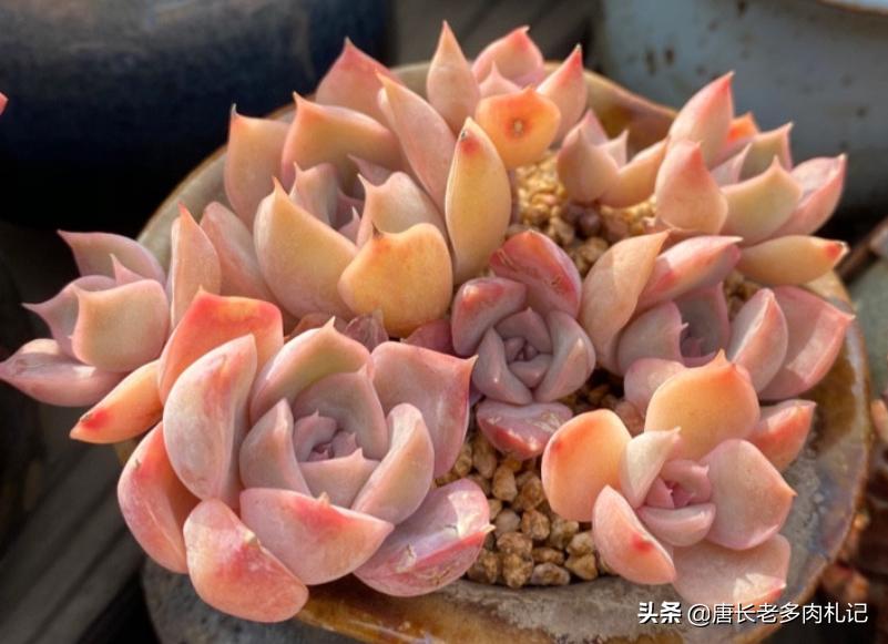 多肉蓝石莲和菲欧娜区别,多肉鲁氏石莲状态图