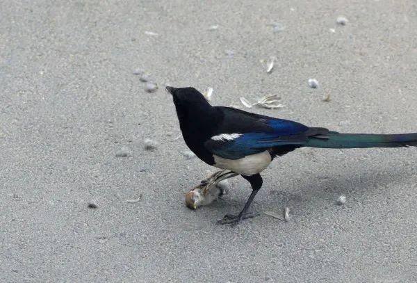 喜鹊吃麻雀幼鸟,喜鹊吃麻雀幼鸟吗
