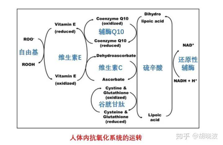 左旋c超强抗氧化剂,超强抗氧化剂木酚素