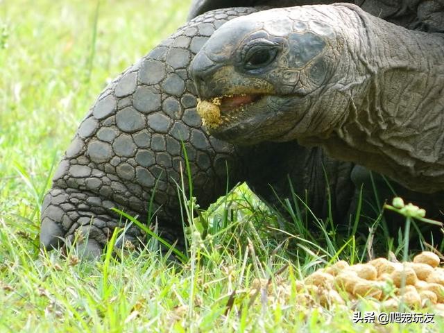 红腿陆龟喂什么龟粮,陆龟兄弟龟粮