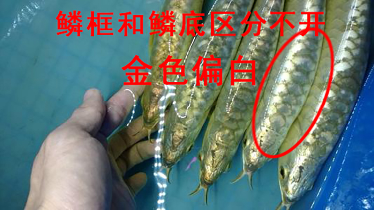 泡药龙鱼,龙鱼药泡鱼和正常鱼的区别