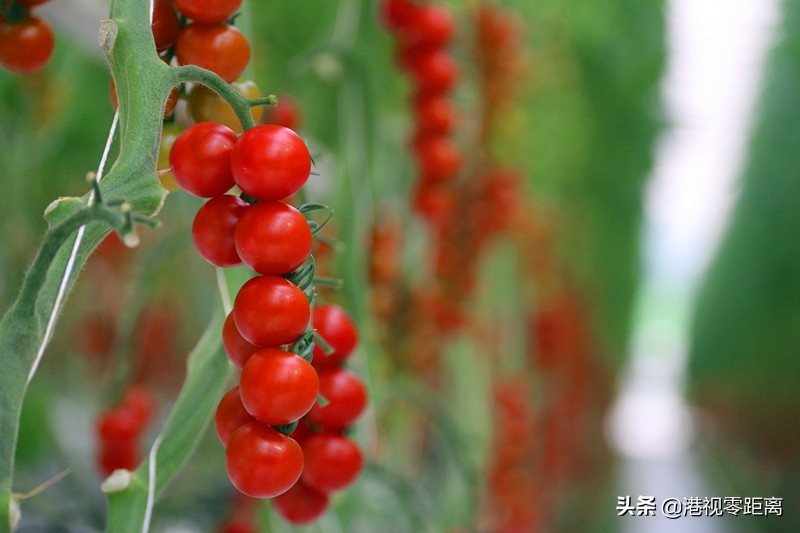 山西太谷杜氏番茄,杜氏番茄小镇