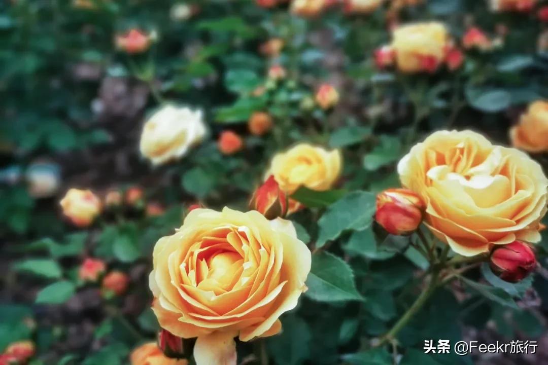 五一莫奈庄园一日游,五一不出游在家门口看风景