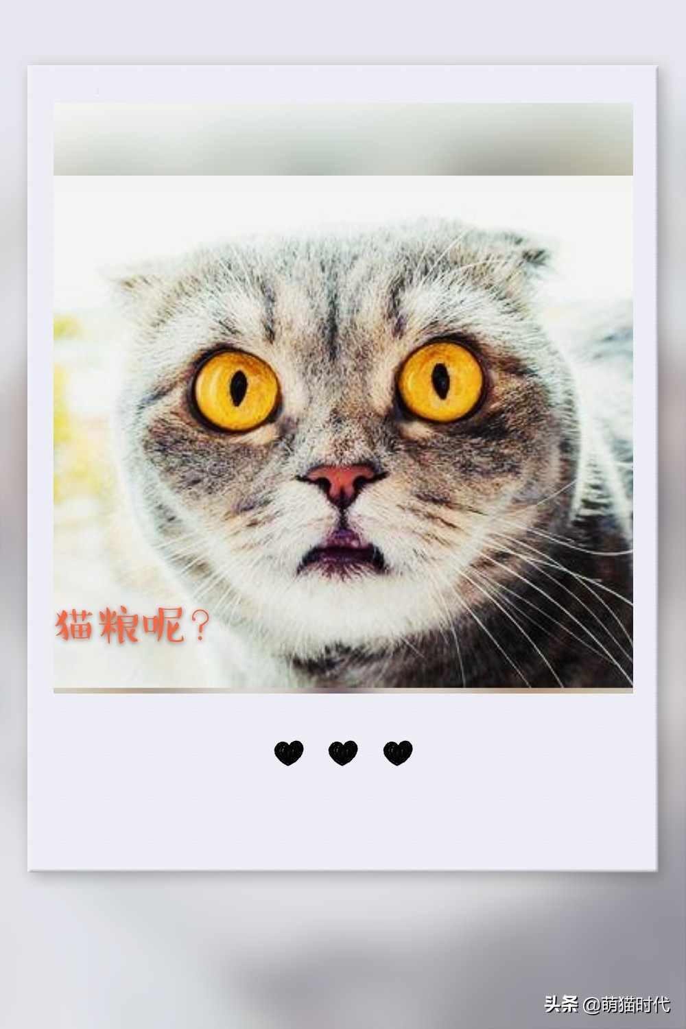 疫情猫咪被困,疫情猫咪困在家里死亡