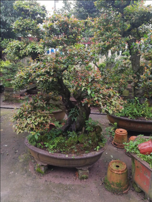 金弹子公桩怎么养开花,金弹子公桩几年能开花