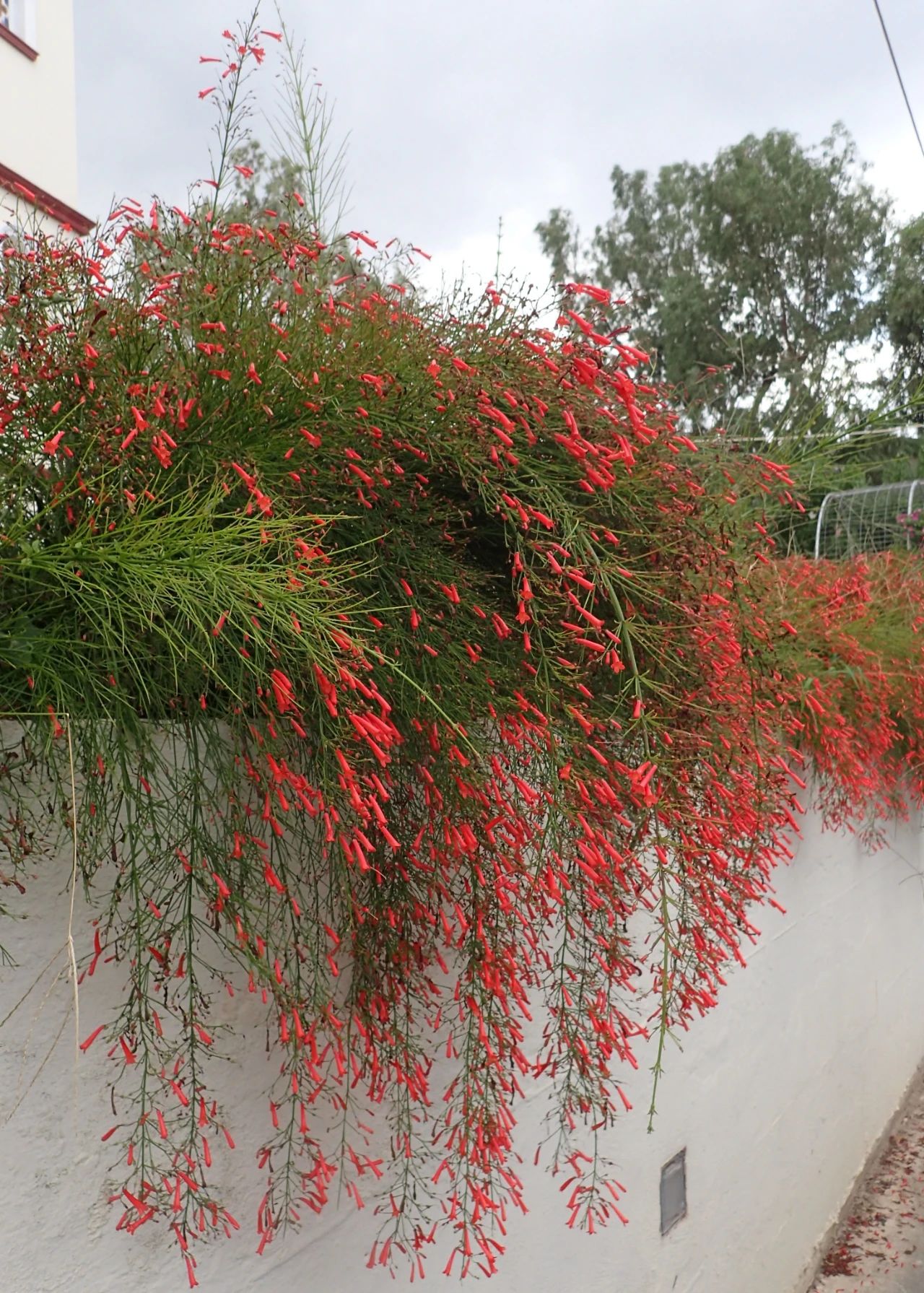 适合室外不怕酷热和寒冷的花卉,适合阴暗潮湿不需要阳光的植物