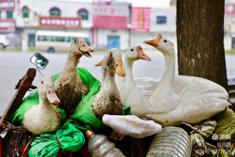 末伏偃师怀旧行，访古春秋时期滑国故城，探幽西天取经唐僧寺