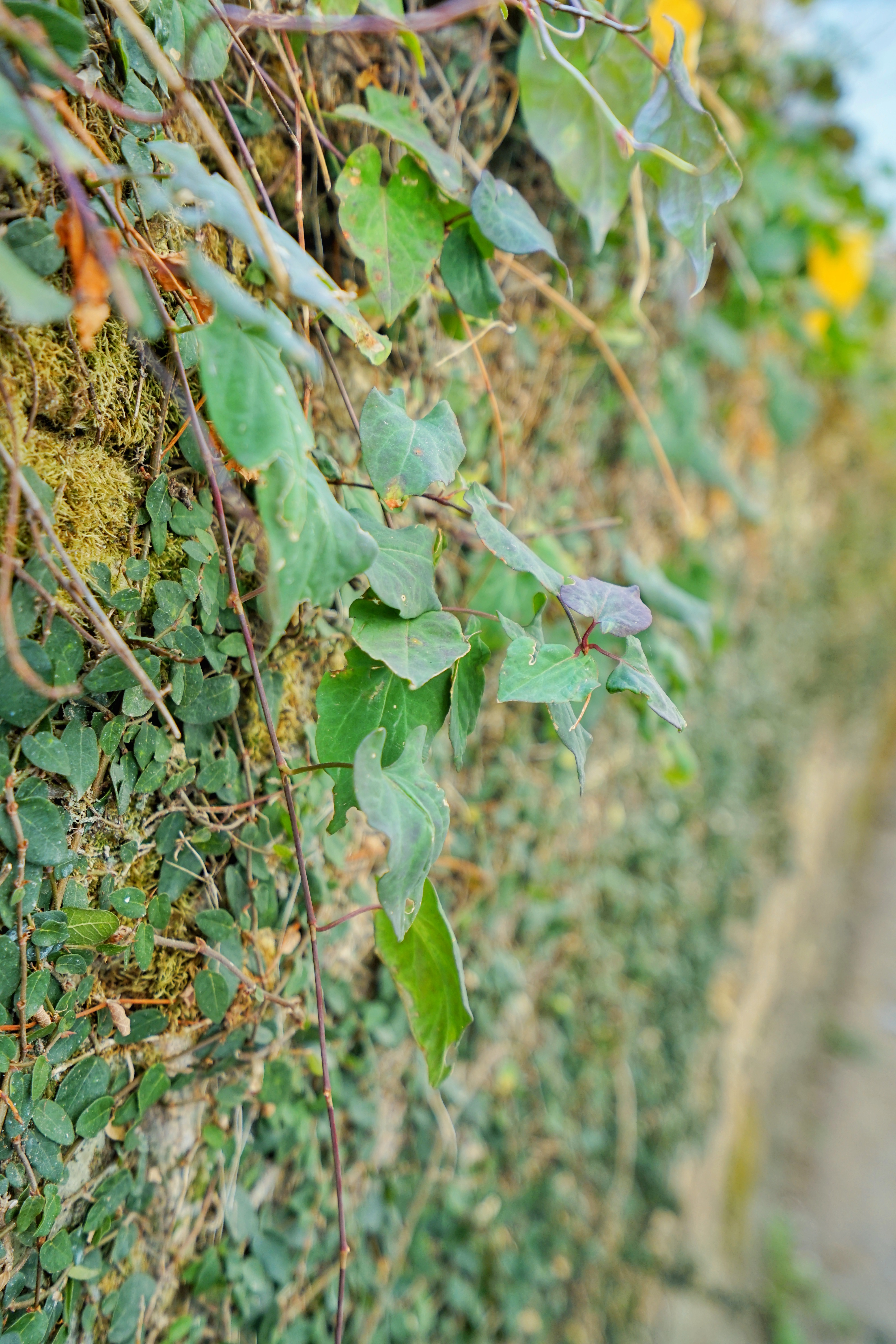 黄山悦榕庄度假旅行,民丹岛悦榕庄度假