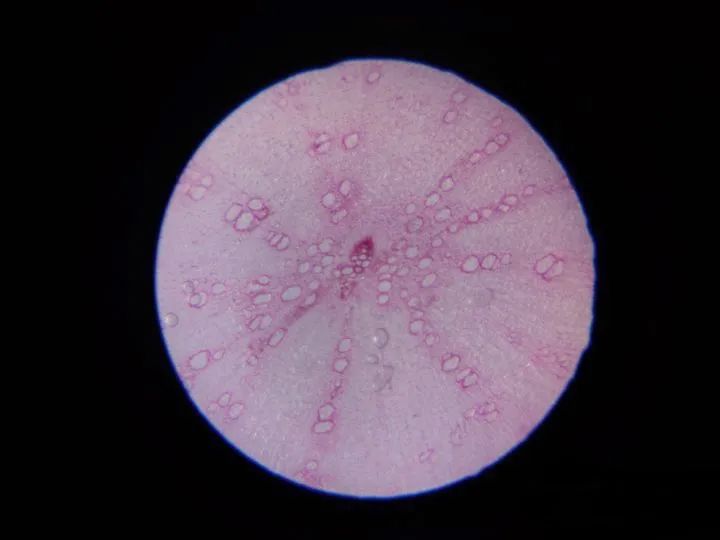 巴掌大的儿童显微镜，竟是NASA空间站望远镜的“弟弟”？