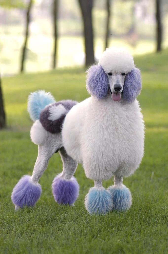 怎么挑选纯种黑贵宾,巨型贵宾纯种怎么看