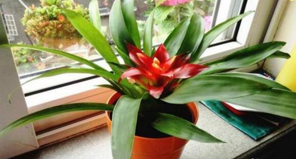 7种象征吉祥好运花,什么花好看又好养寓意好