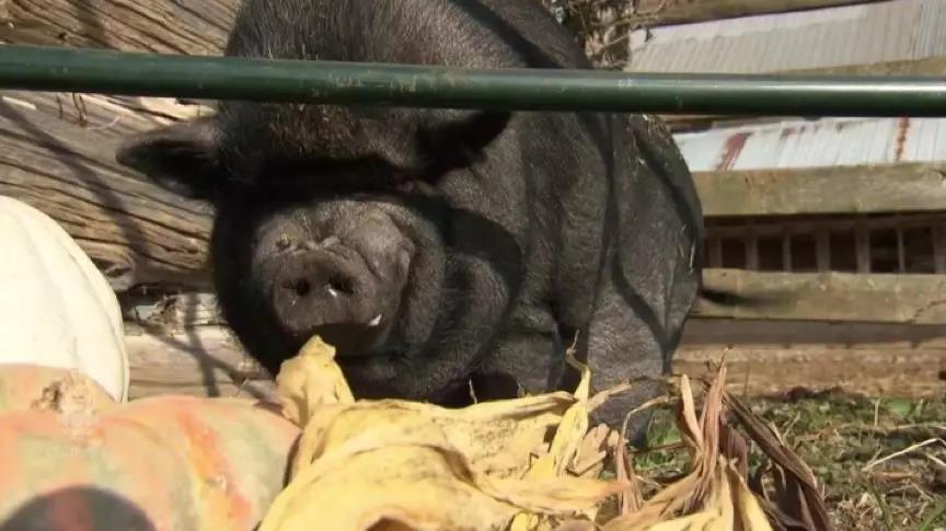 果壳带着猪猪和猪猪小秘密，给你拜年来啦！