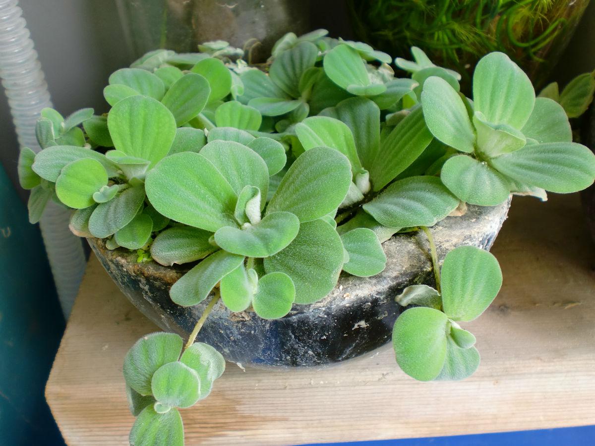 鱼缸小鱼太孤单，给上几株水芙蓉！净化水质鱼儿开心，怎么养？