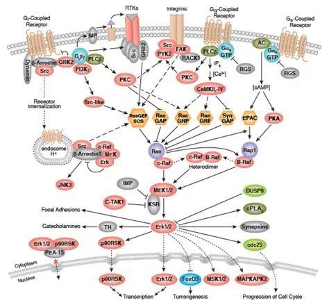 人类科技发达却造不出一个细胞,人类再过200年能造出一个细胞吗