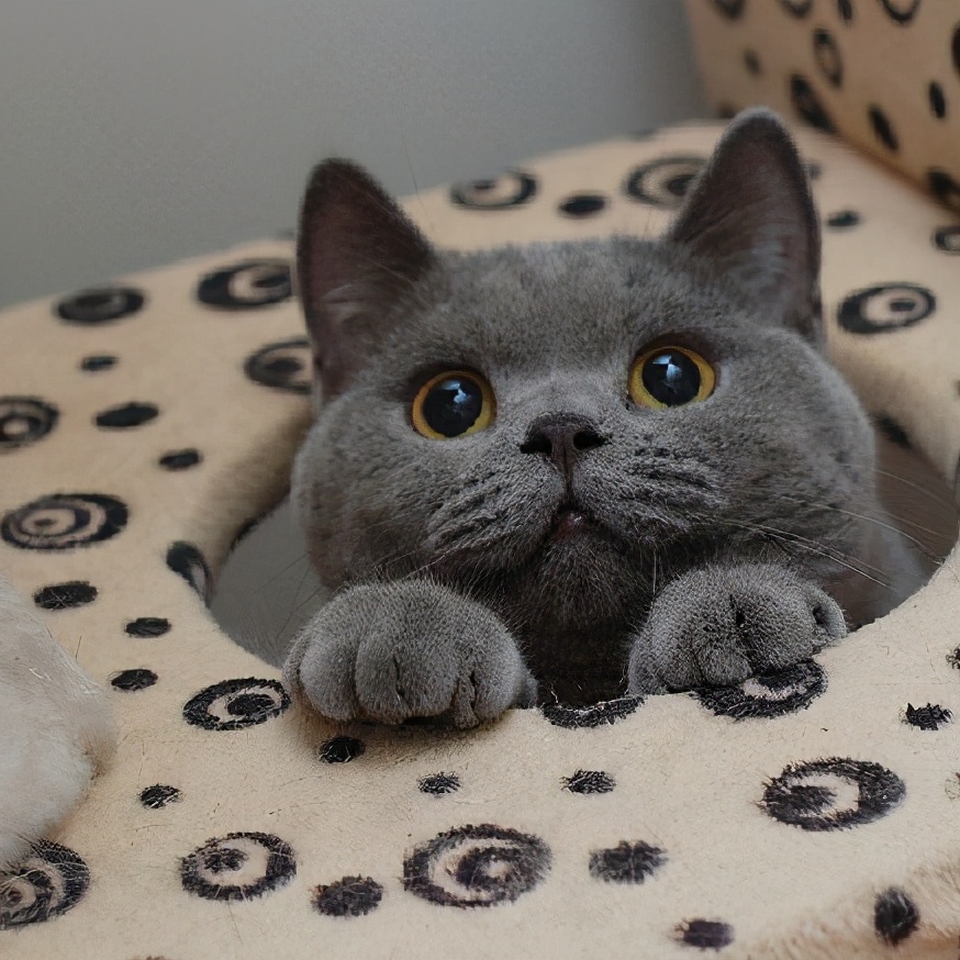 养猫选蓝白还是蓝猫,养猫养英短还是美短好