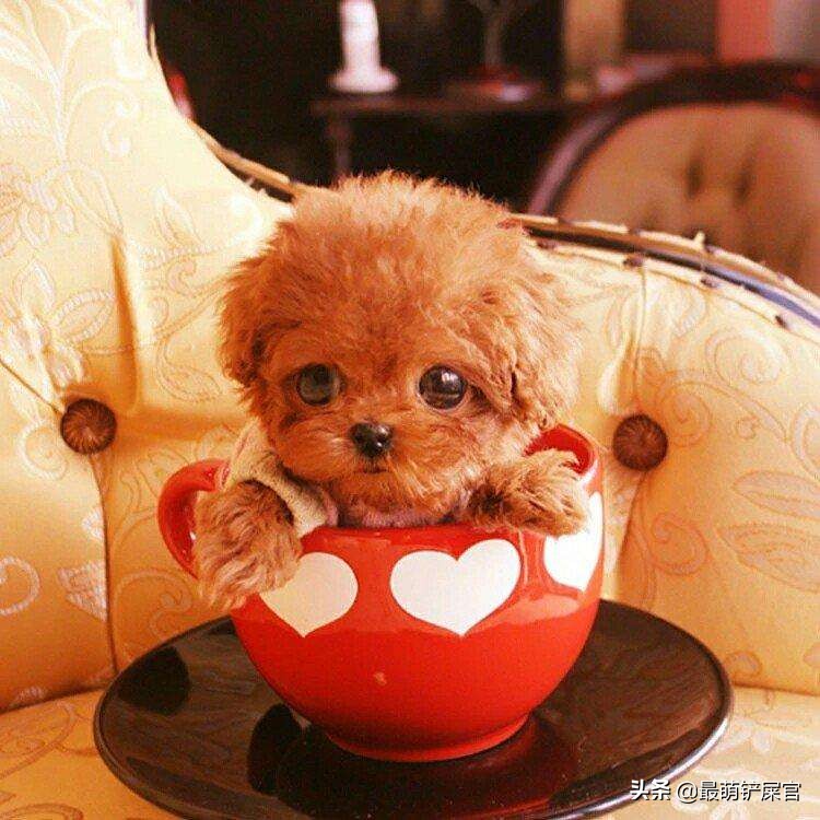 茶杯犬的痛苦,茶杯犬到底有多痛苦