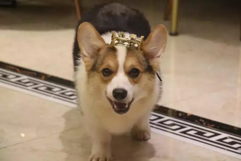 马克深圳最秀狗咖