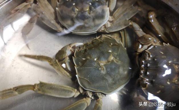 螃蟹煮熟了保存还是生的保存,螃蟹保存方法保存时间