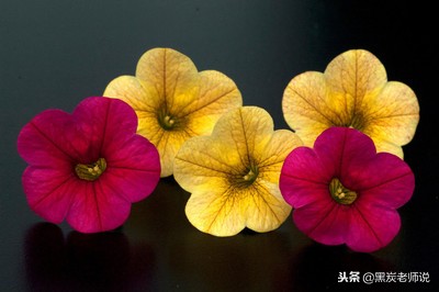 小学语文1-6年级近义词反义词汇总,小学语文近义词反义词答题技巧