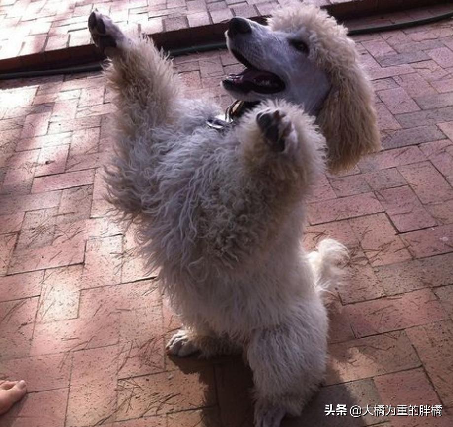 贵宾犬需要注意哪些,巨型贵宾犬的6个缺点你能接受吗