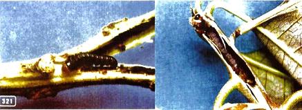 芒果病虫害防治书籍,芒果常见病虫害症状及防治方法