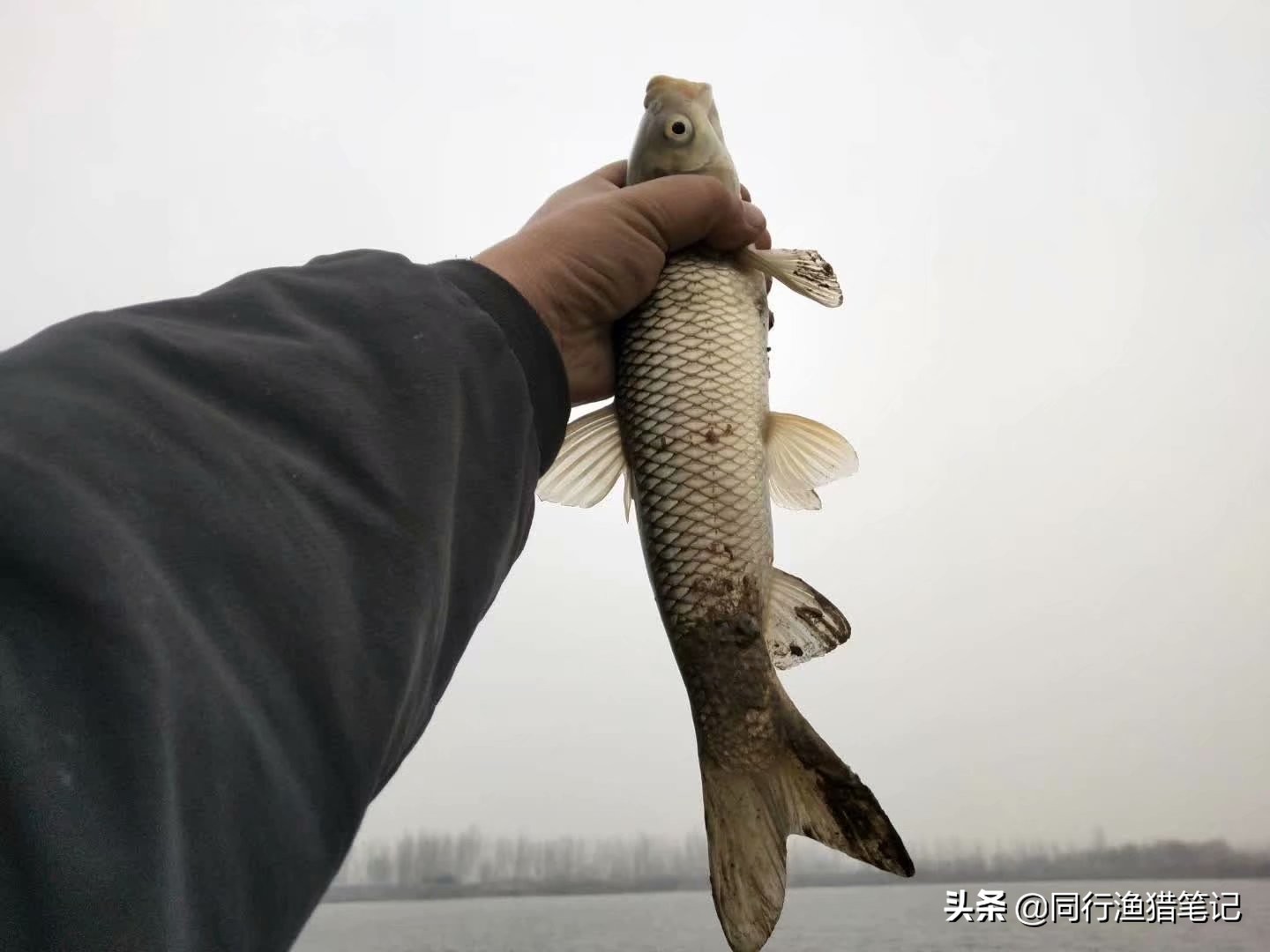 钓起鱼后鱼不老实、不好取钩？这几种抓鱼手法送给你
