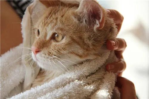 喵星人眼睛肿了,猫咪眼疾手快