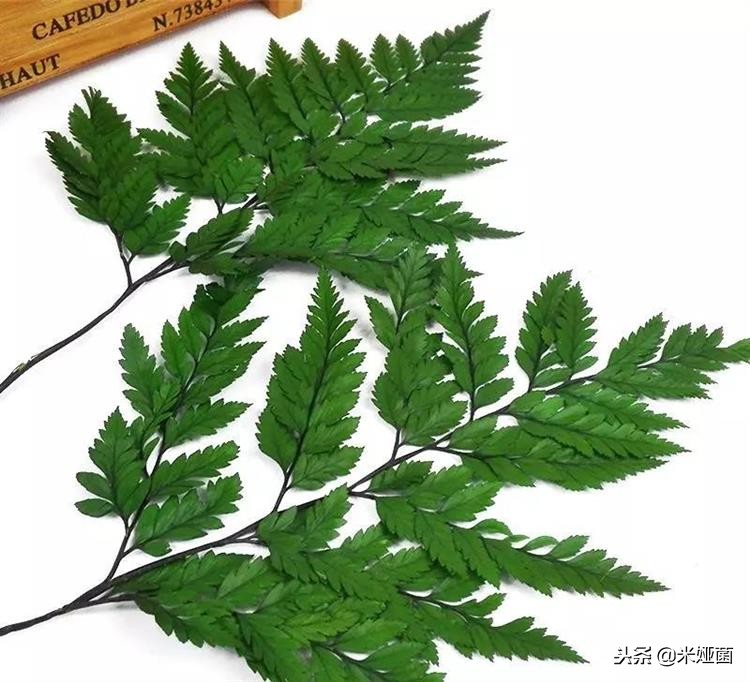 蕨类植物怎么养护,铁线蕨类植物养护方法