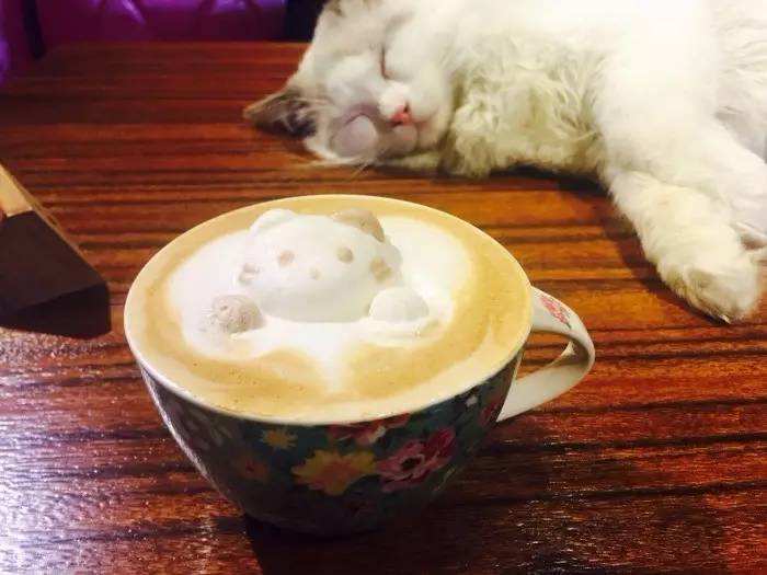 养猫成为潮流了吗,养猫是否变成一种流行